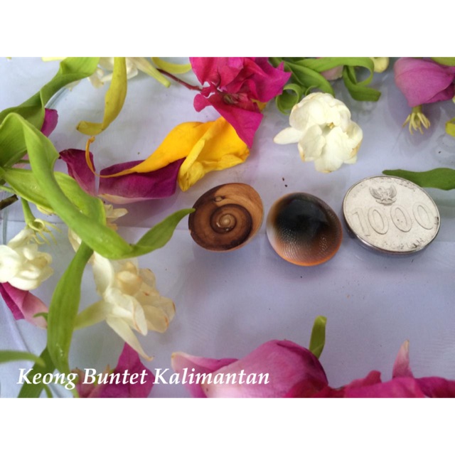 Keong buntet kalimantan