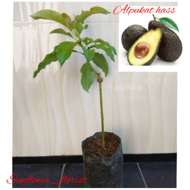 Bibit Buah Alpukat Hass