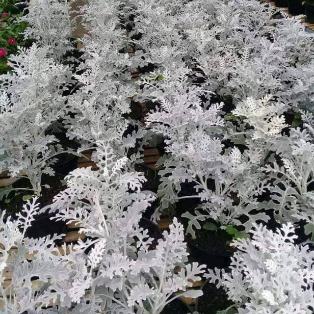 

Silverdust