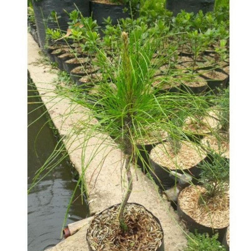 pohon pinus-bibit pohon pinus