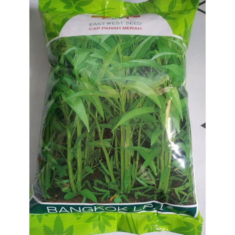 bibit kangkung unggul BANGKOK LP-1