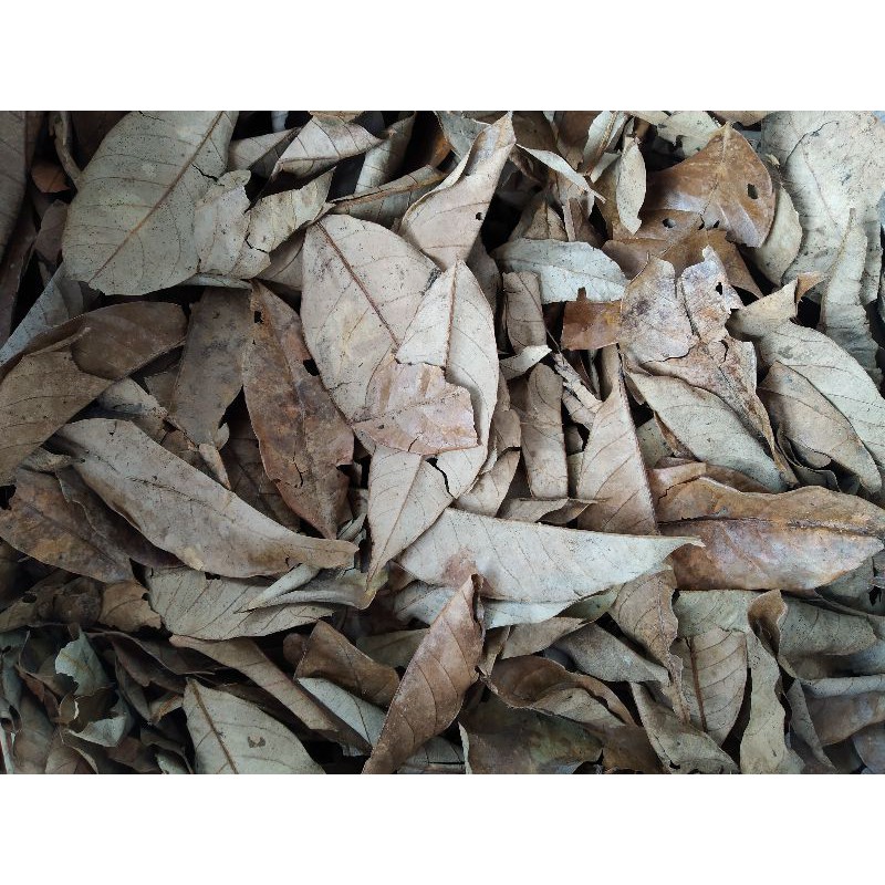 

Daun pala kering utuh 750g