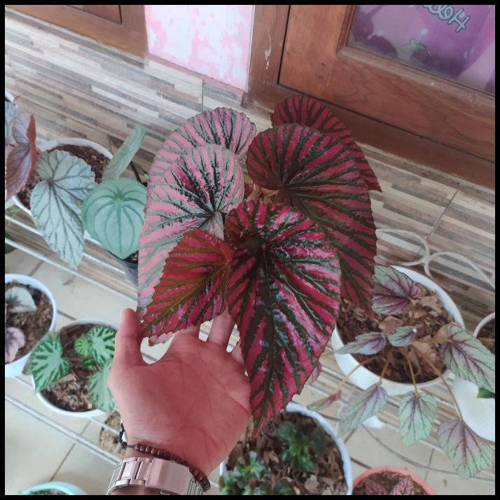 Tanaman Hias Begonia Rex Walet Dewasa