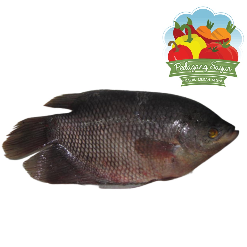 

Ikan Gurame Segar - 1 Ekor