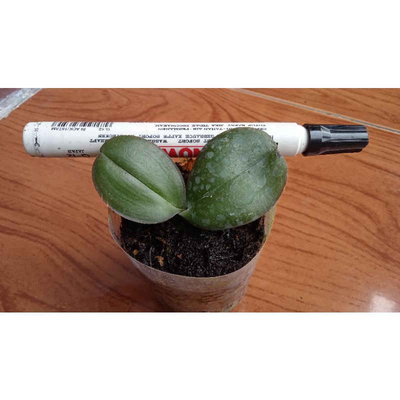 Anggrek Bulan Hybrid seedling