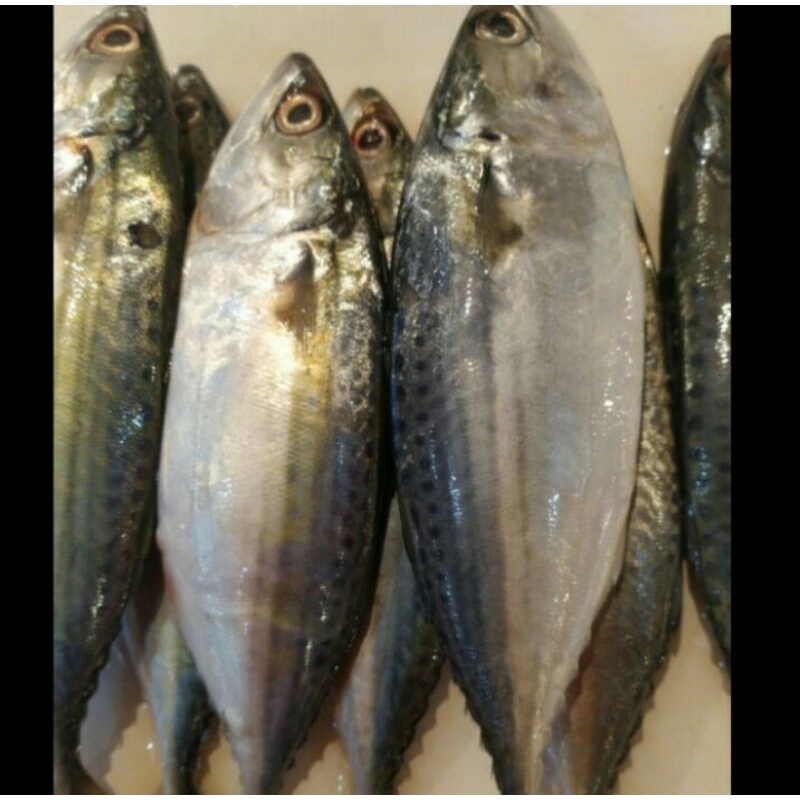 

ikan kembung banjar 1kg