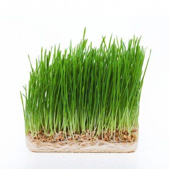 Benih Bibit Rumput Gantung Wheatgrass 60 Benih Dua Ribuan PG SBY