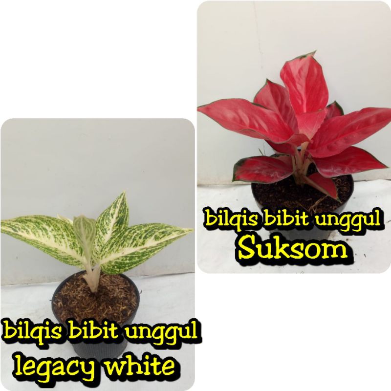paket 2 bunga aglonema suksom jaipong stang pendek-white legacy/legaci/legacy putih