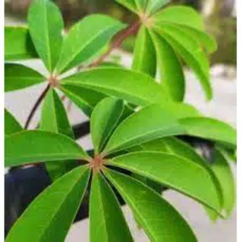 

Daun Kapuk Segar Daun Randu 200Gram