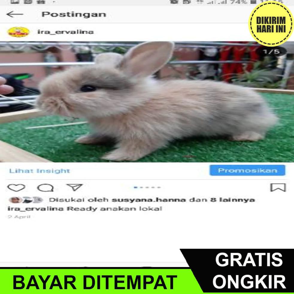Bayar Ditempat Dc4530 Kelinci Anggora Lokal Sehat Lucu Bersih Sedikikit Berbulu Anakan Kelinci Shopee Indonesia