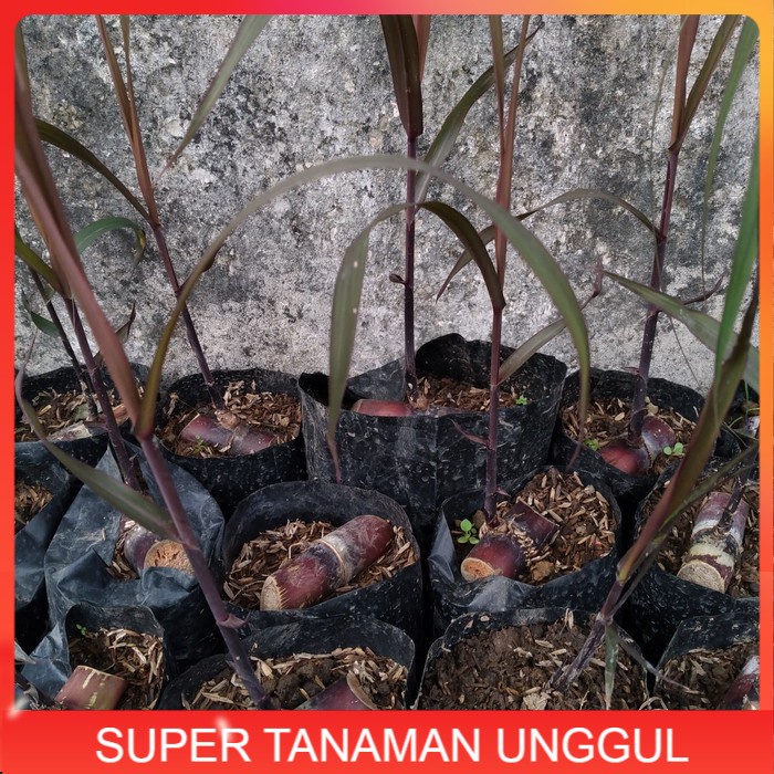 Bibit Tanaman Tebu Hitam buat Obat dan Tolak Balak