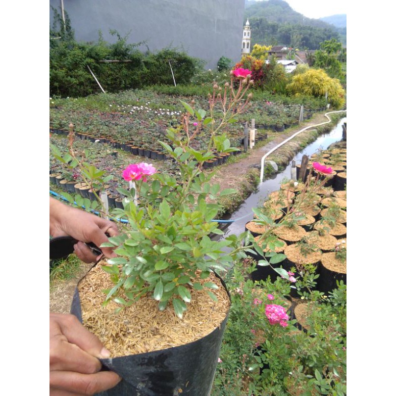 bibit bunga mawar rambat dewasa