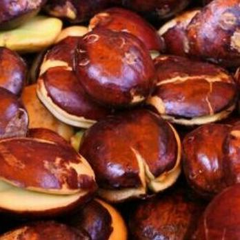 

[COD] jengkol segar fresh 1.000gr [COD]