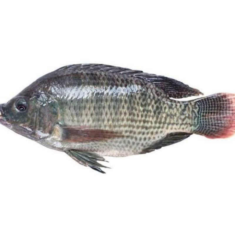 

IKAN NILA FRESH per ±1kg