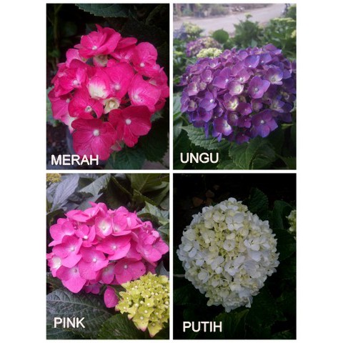 Bibit Pancawarna Hortensia - Sudah Dewasa - Siap Berbunga - Hydrangea - Tanaman Hias