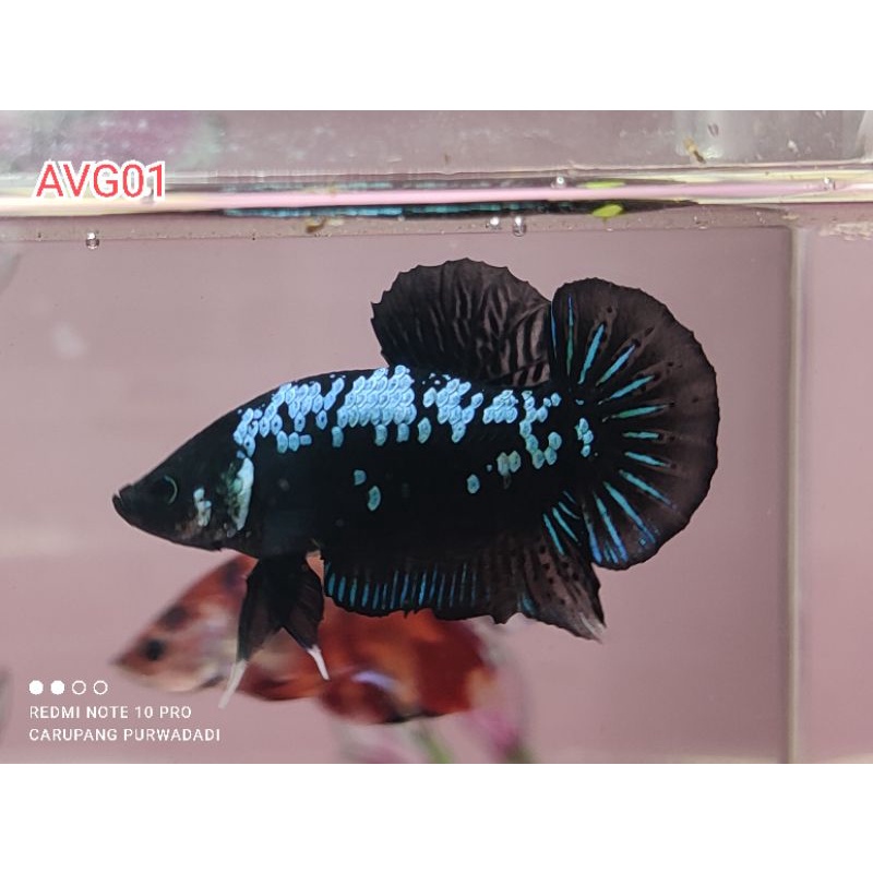 CUPANG AVATAR GORDON BAHAN RINTIK TOP GRADE REAL PICTURES