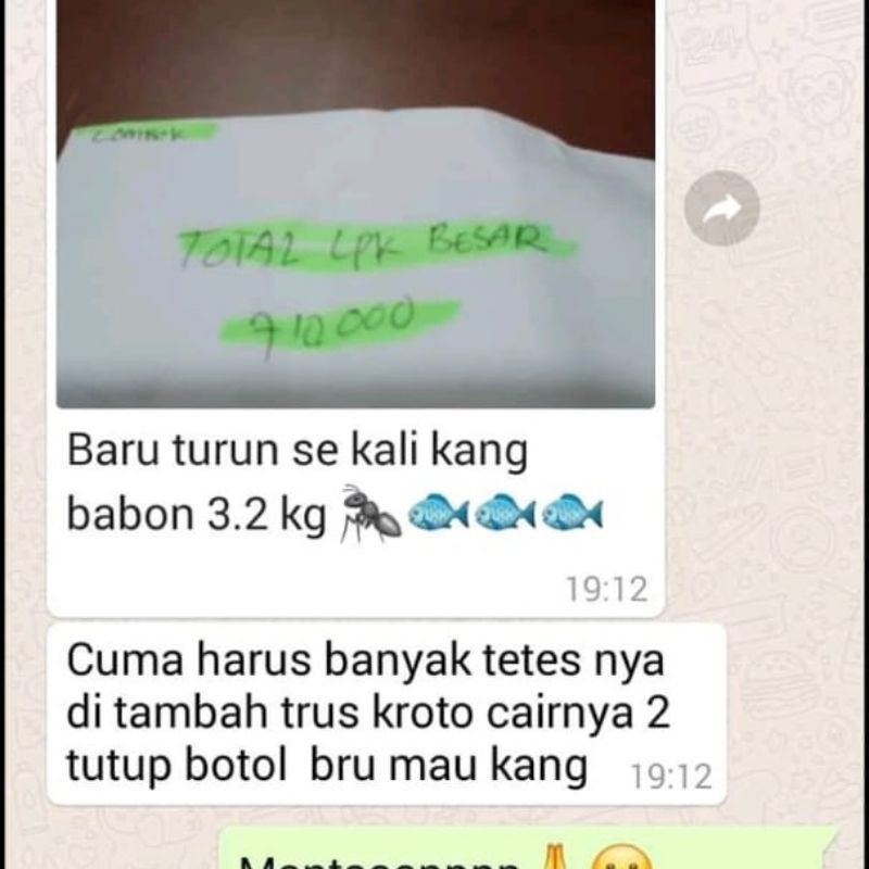 Essen jitu ikan mas biang asli