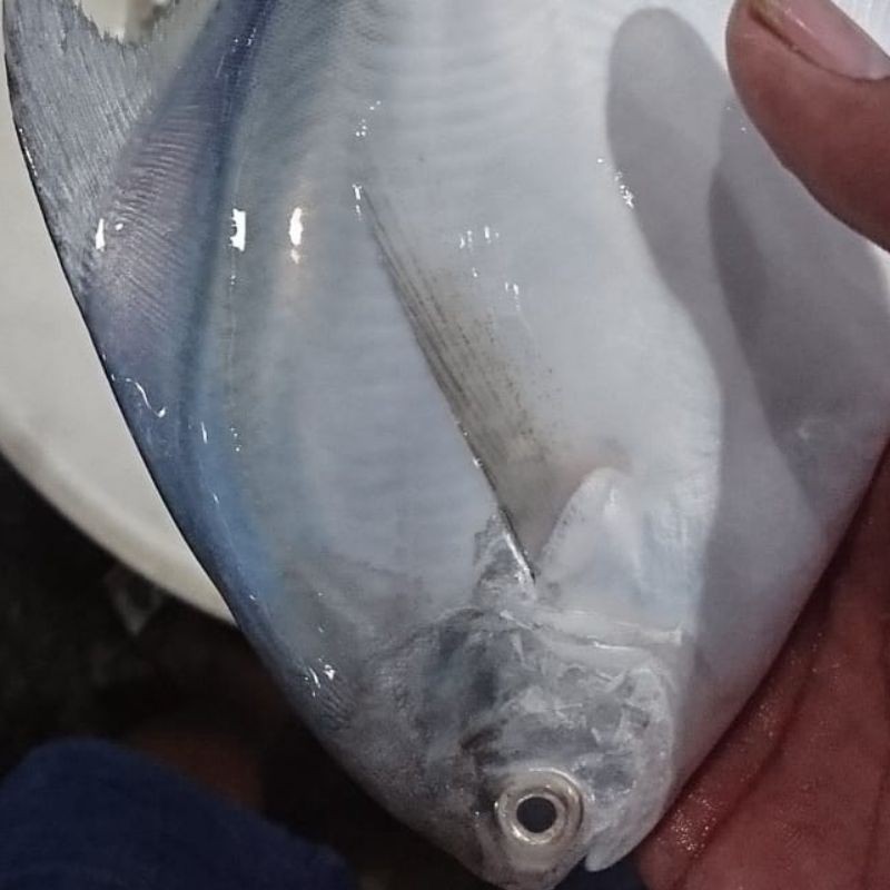 

ikan bawal putih fresh