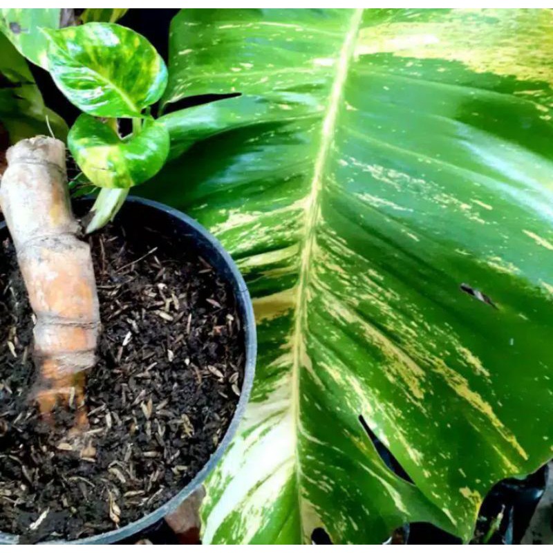 2 bibit philo sirih gading jumbo monstera parigata apipremnum aureum king sirih gading king