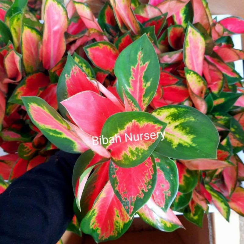 Aglaonema Red Majesty Remaja