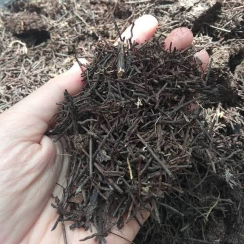 AKAR PAKIS CACAH MEDIA TANAM ANGGREK BULAN DAN DENDRODIUM 500gr