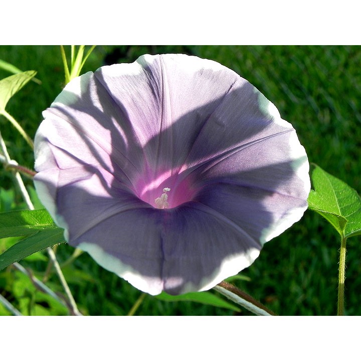 Benih Bibit Biji - Bunga Japanese Morning Glory Gray Morning Mist (Ipomoea Nil) Flower Seeds