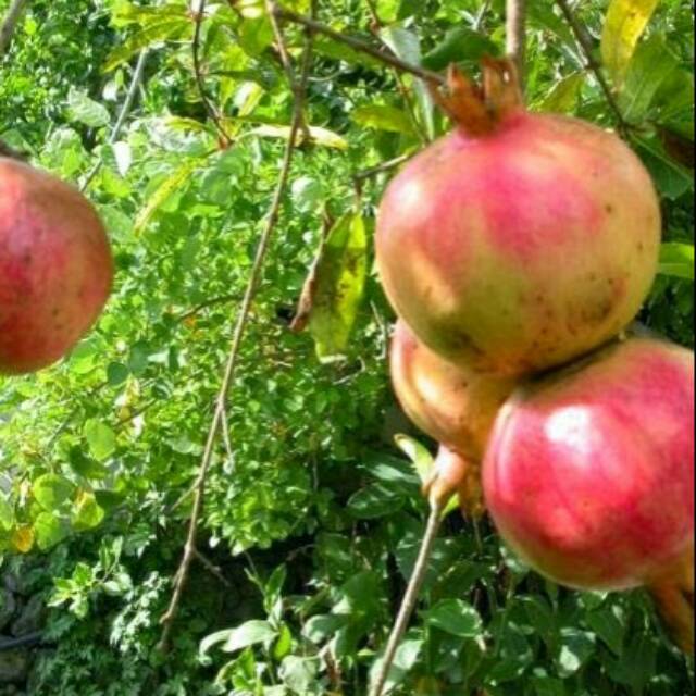 

BUAH DELIMA MERAH LOKAL 1kg