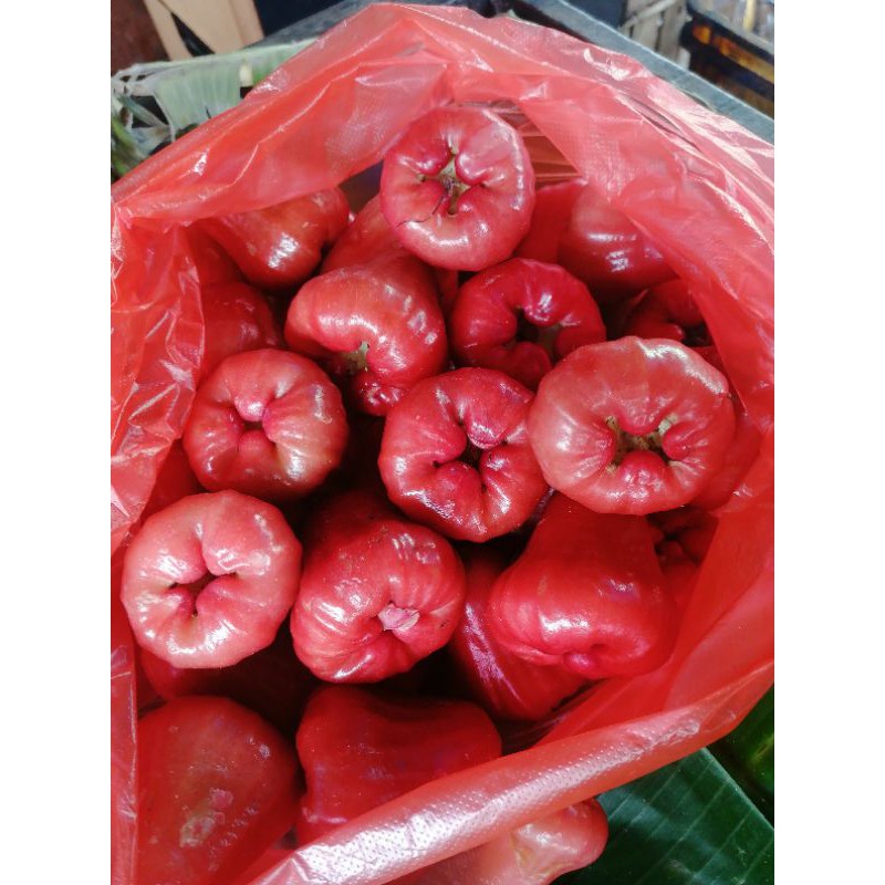 

Jambu Cincalo Merah