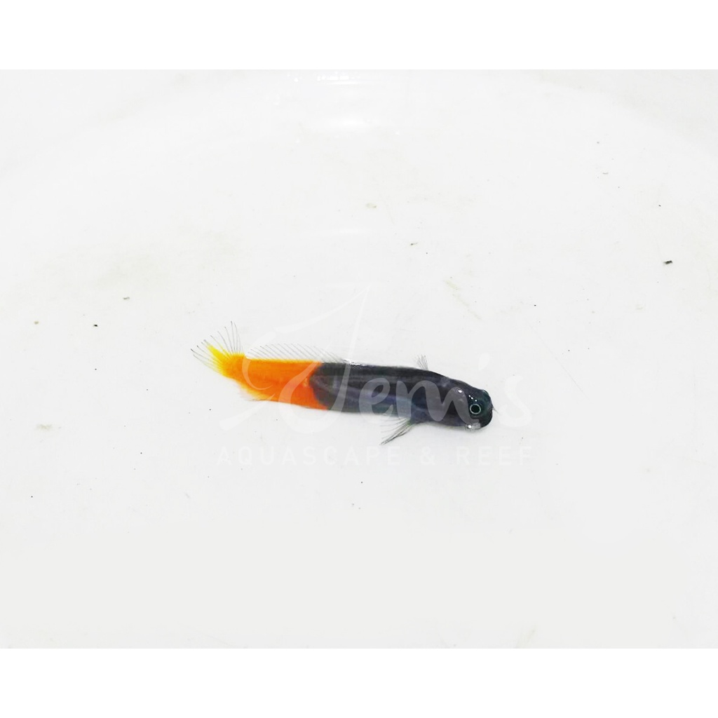 Jual Ikan Air Laut Jabing Ekor Kuning / Jabing Merah (Bicolor Blenny ...