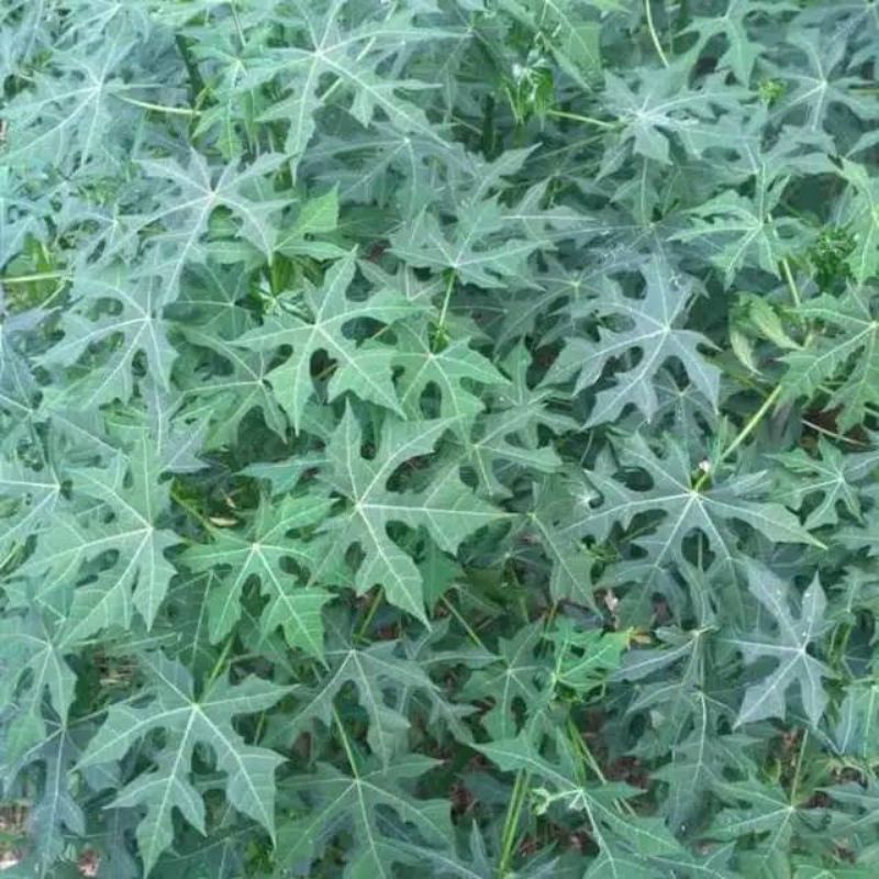 

daun gedi daun pepaya jepang