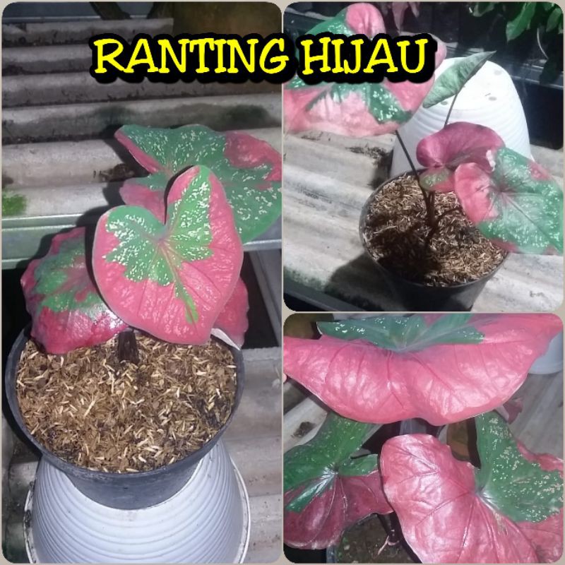 bunga keladi baret merah/Caladium baret merah/  caladium broken heart / keladi patah hati
