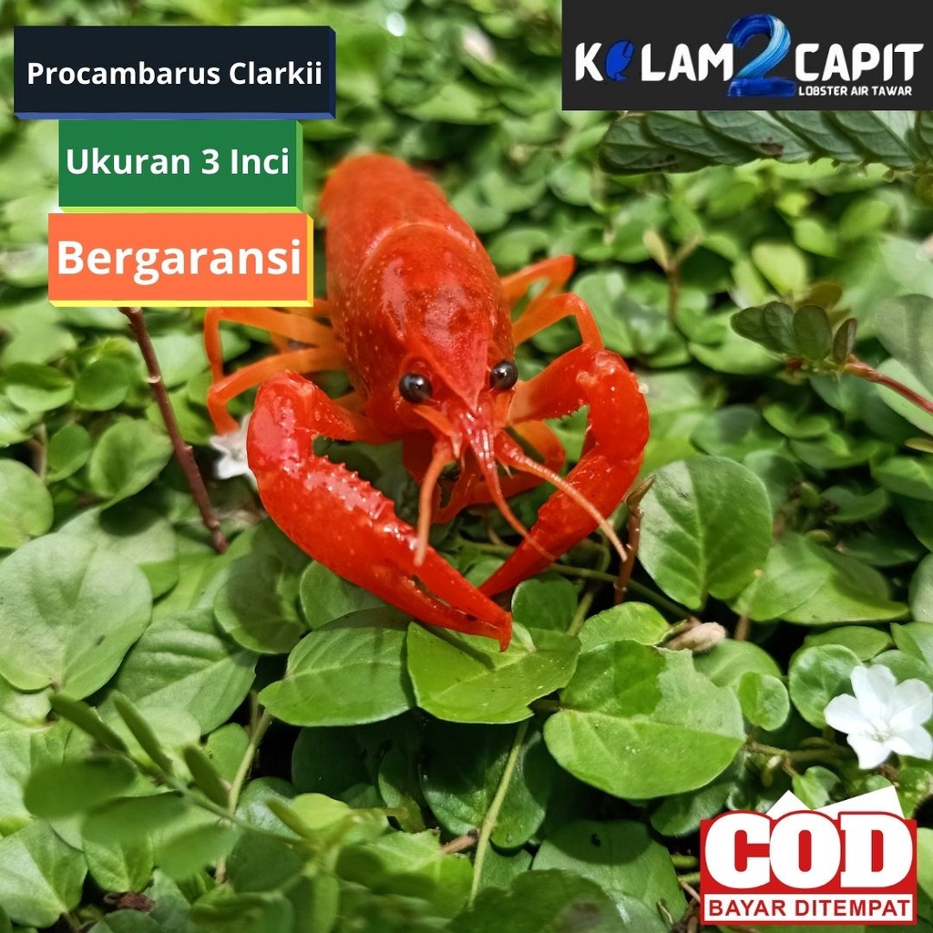 [BISA COD] LOBSTER HIAS AIR TAWAR - SIZE 3 INC - JENIS KLARKI - UDANG AQUASCAPE MURAH IKAN AQUARIUM 