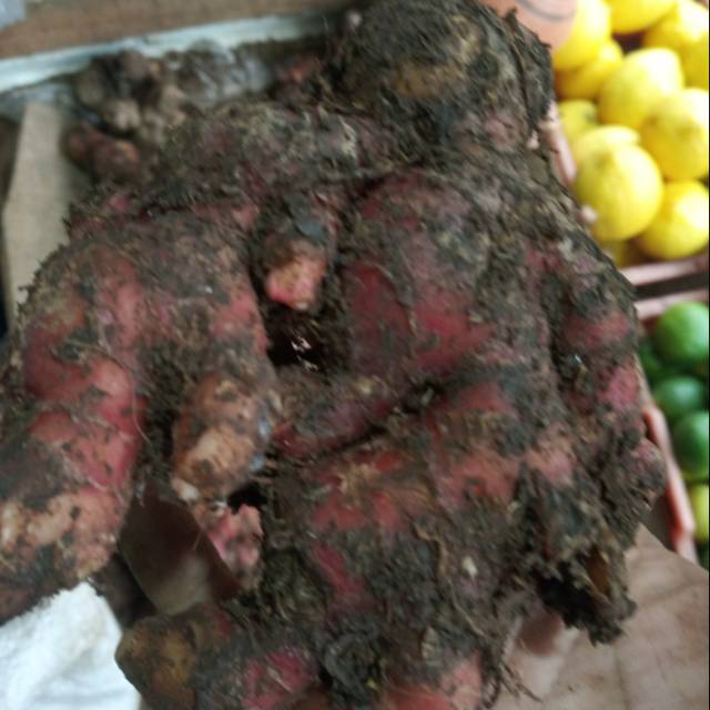 

Termurah (COD) Jahe merah segar 250gr