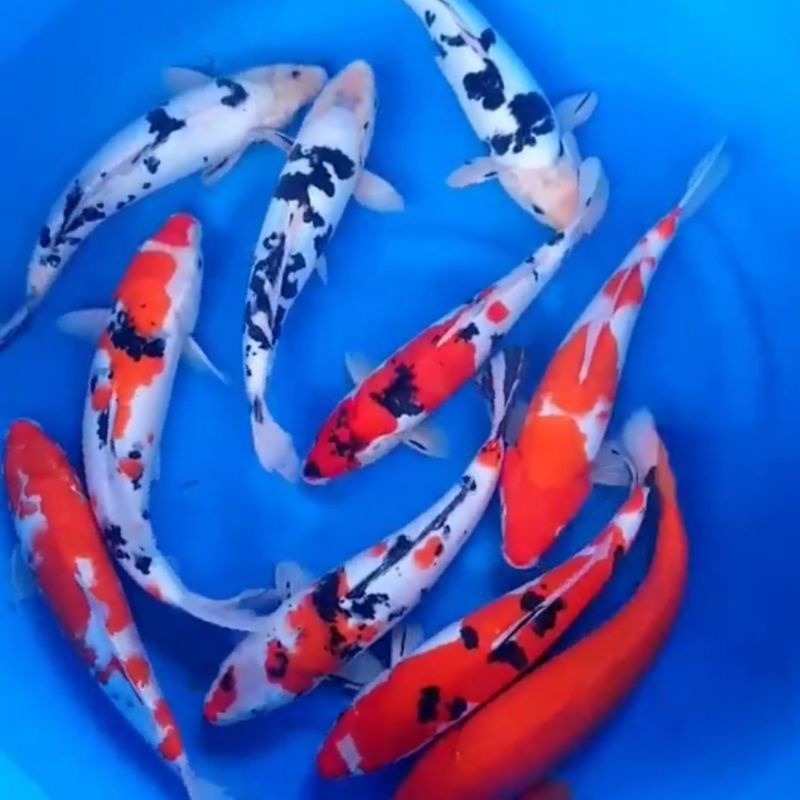 INDUKAN IKAN KOI SHOWA SANKE UKURAN 25-30CM