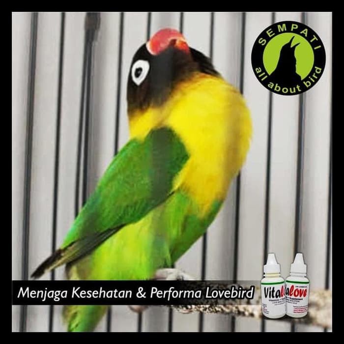 Vita Love Obat Burung Sakit Lesu Snot Untuk Burung Lovebird Obral