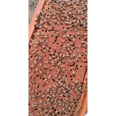 jual bibit lebah madu apis mellifera kualitas unggul