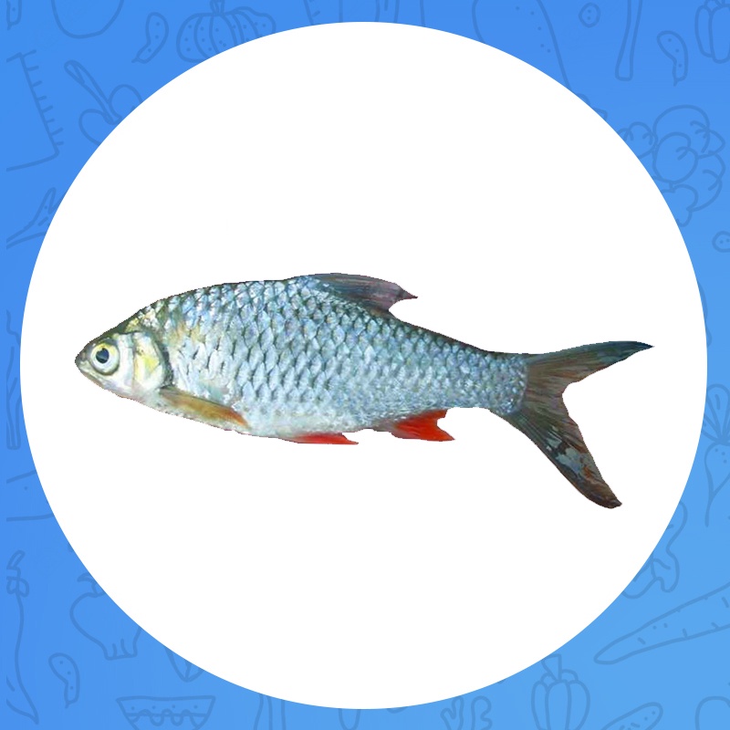 

IKAN BADER 1000gr