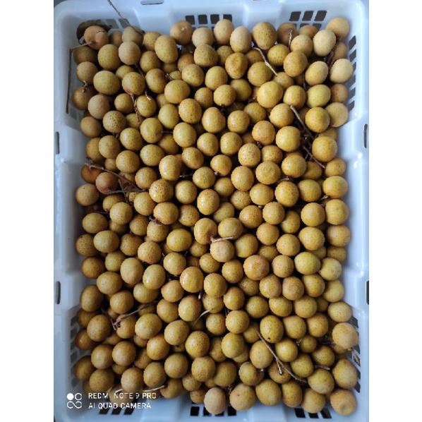 

Buah Lengkeng Buah Online Makassar Everyday Fruit