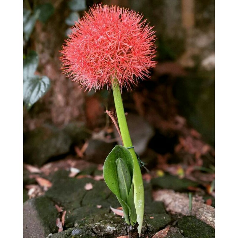 Bunga Desember - umbi Bunga Desember Murah