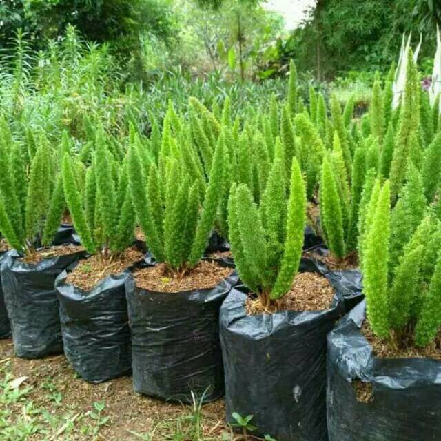 Tanaman hias ekor tupai | palem ekor tupai hijau