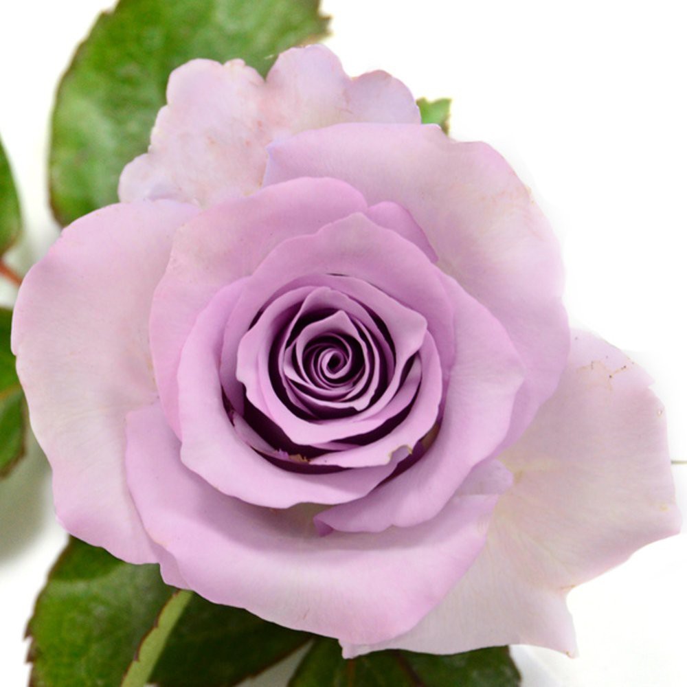 Fantastis 15 Bunga  Mawar  Ungu  Muda Gambar Bunga  Indah