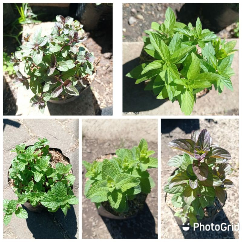 

paket hemat daun mint isi 4