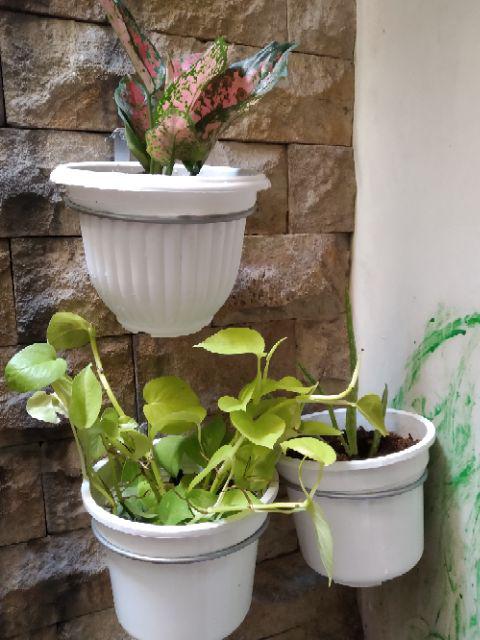 Tanaman Hias Indoor Aglaonema Dud Anjamani