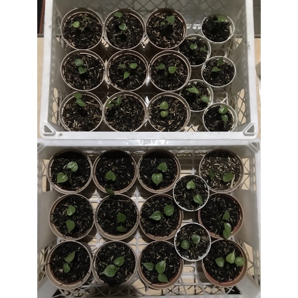 Bibitan Anthurium Hokeri Variegata Pink