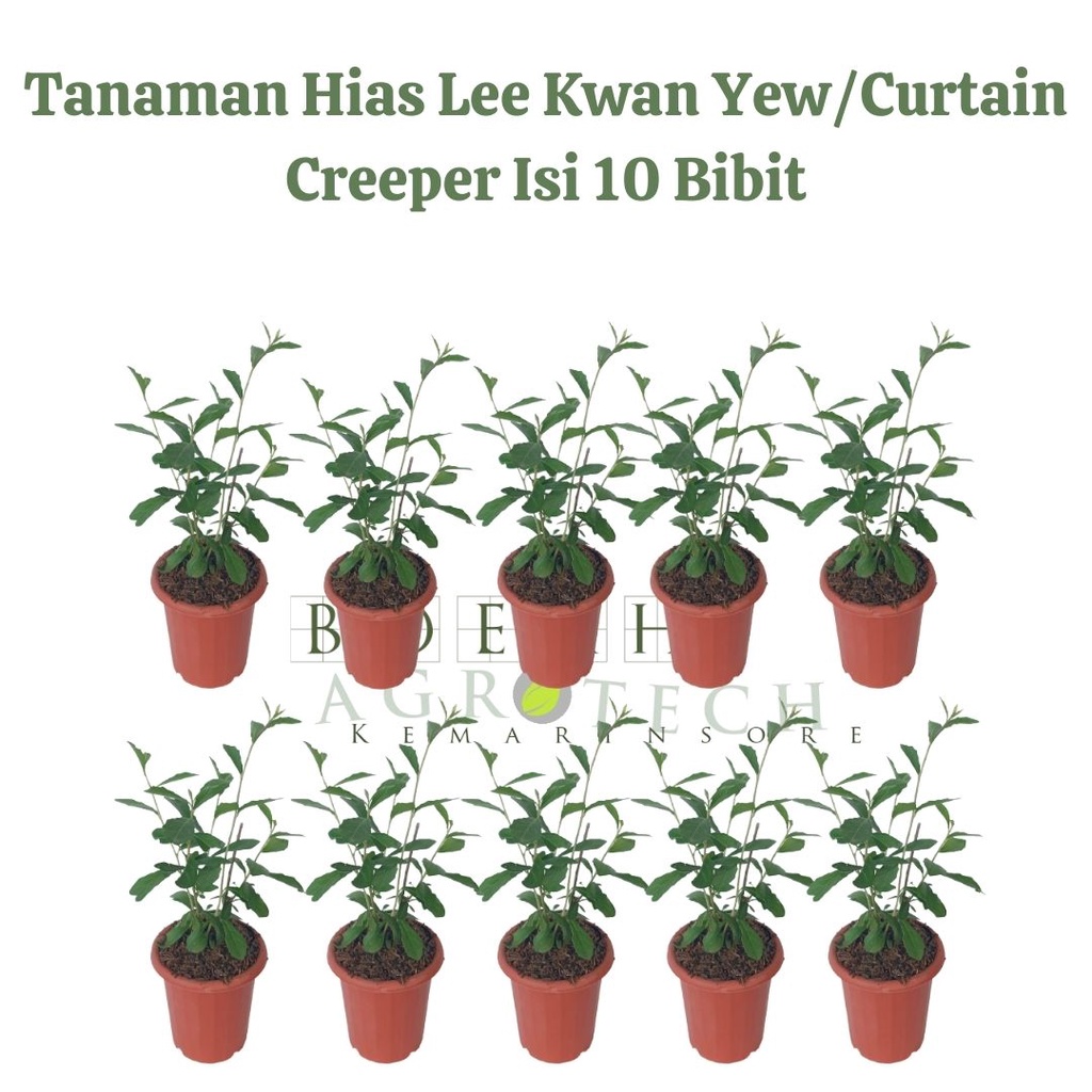 Tanaman Hias Lee Kwan Yew isi 10-11 bibit