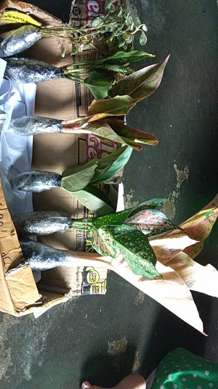 Paket Murah 5 Aglonema Lipstik - Khocin - Snow White - Dud Anjamani -  Bigroy