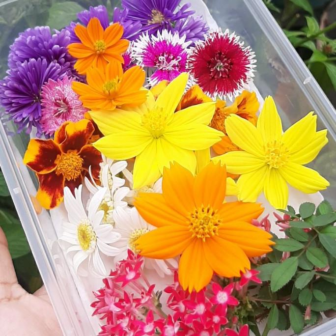 

Edible flowers 30 Pcs (Flowers) TERLARIS TERPERCAYA ORIGINAL