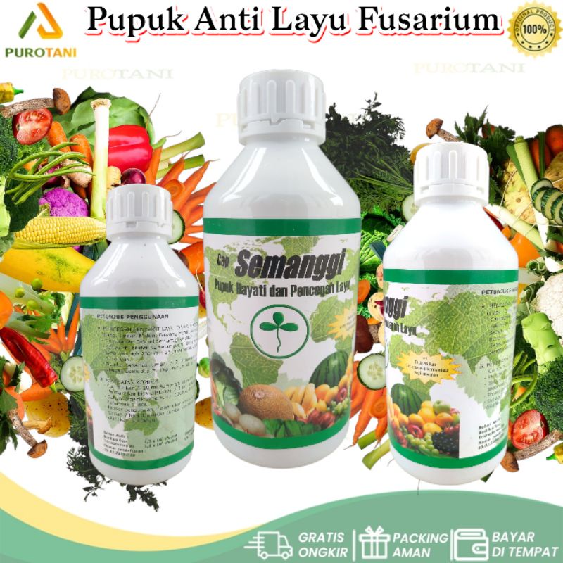 Semanggi Pencegah Layu Trichoderma Sp Cair Plus Bacillus Sp Pupuk Hayati Organik