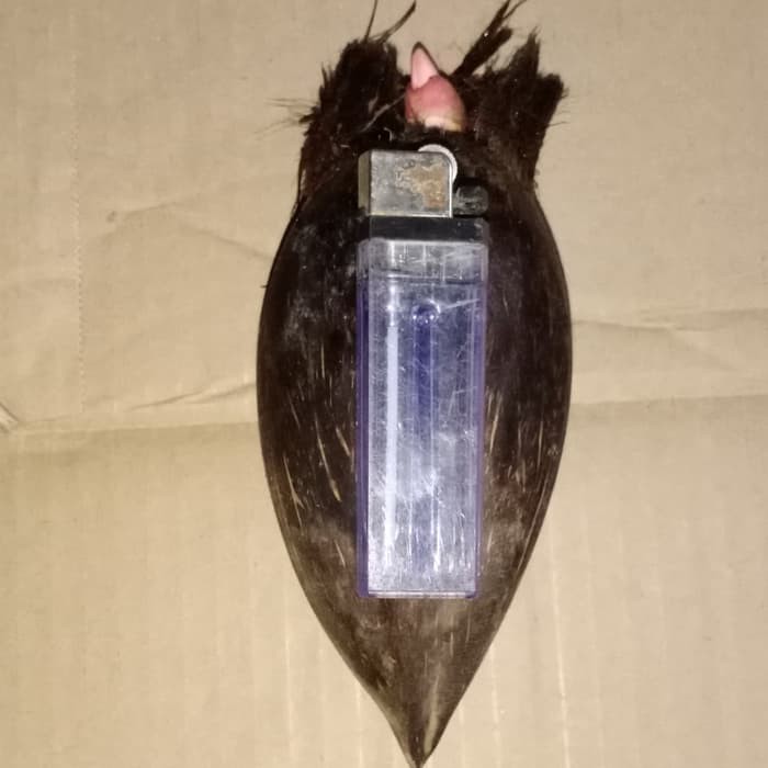 Bahan Bonsai Kelapa Wulung Minion