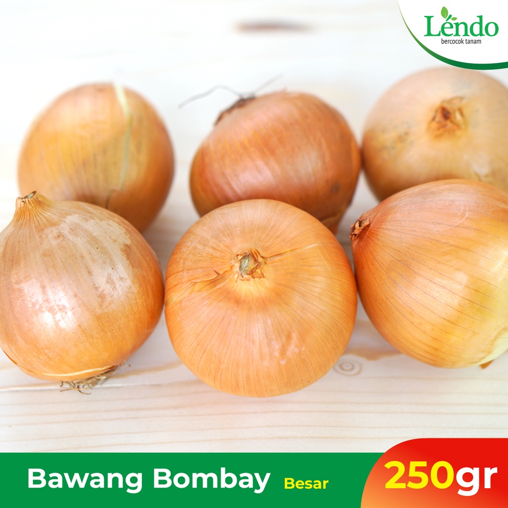 

Bawang Bombay Besar